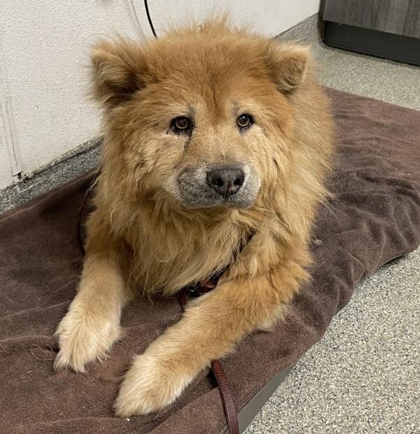 Ellie, Adoptable, Senior Female Chow Chow.