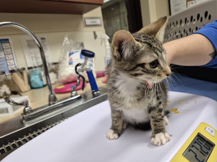 Enlarge MERCURY, a Adoptable Domestic Short Hair in Chapel Hill, NC image 1/1