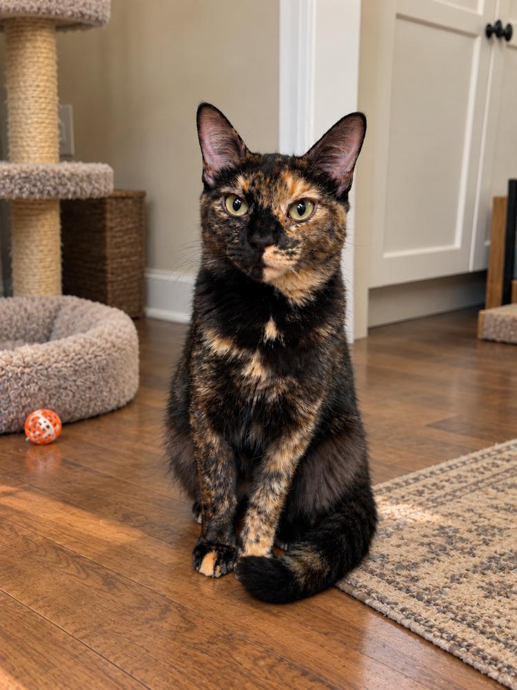 Enlarge Mary, a Adoptable American Shorthair in Westwood, NJ image 2/2