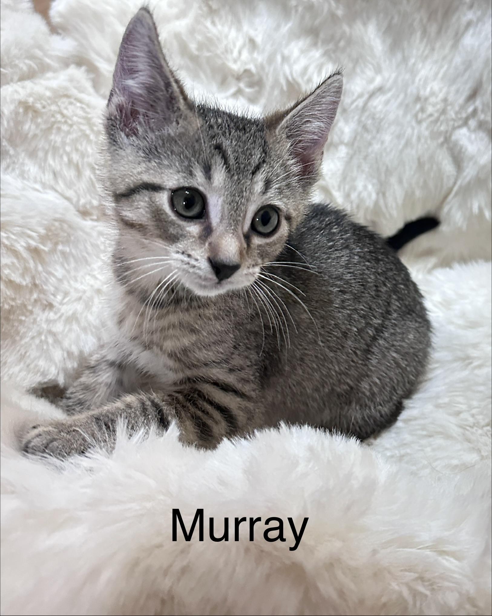 Murray, Adoptable, Kitten Male Domestic Short Hair.