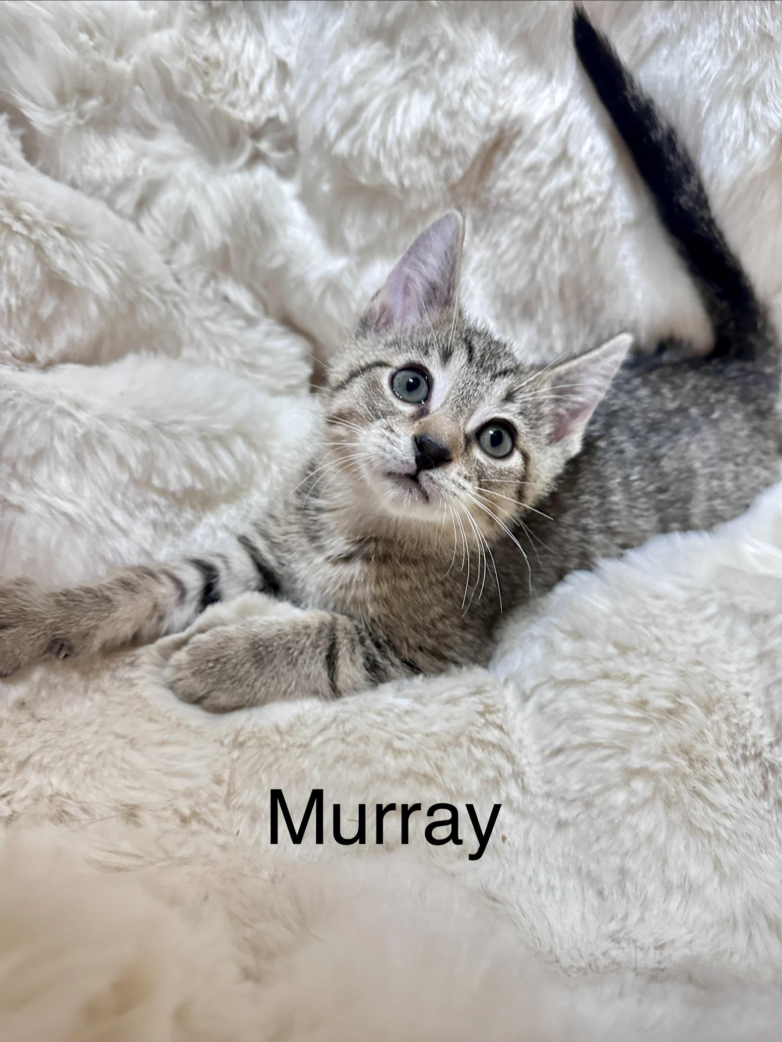 Enlarge Murray, a Adoptable Domestic Short Hair in South Elgin, IL image 2/2