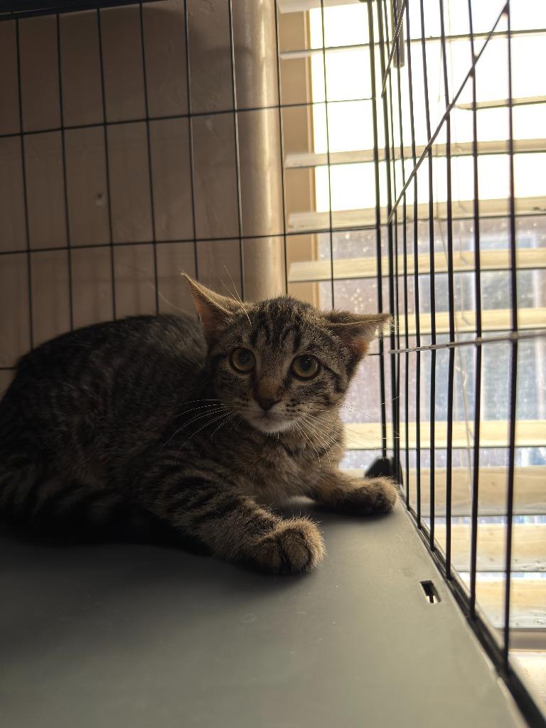 Enlarge Maverik, a Adoptable mixed breed in La Verkin, UT image 1/1