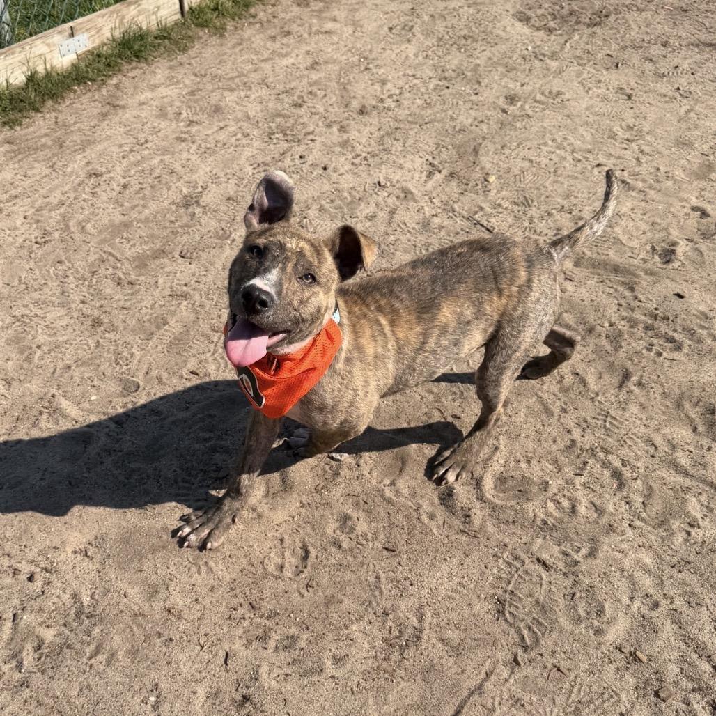 Gritty (In Foster), Adoptable, Young Male Mixed Breed.