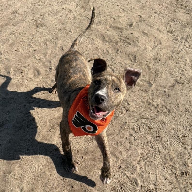 Gritty (In Foster), a Adoptable Mixed Breed in Vineland, NJ image 2/4