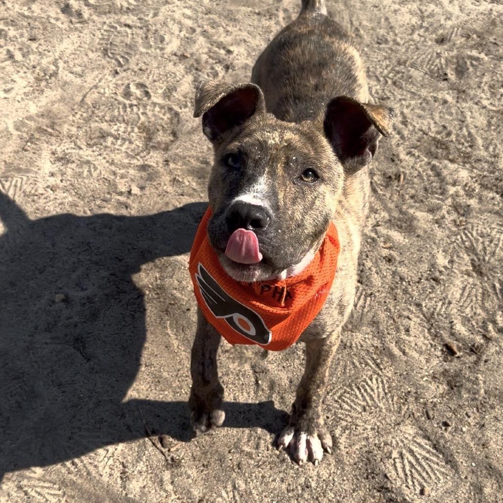 Gritty (In Foster), a Adoptable Mixed Breed in Vineland, NJ image 3/4