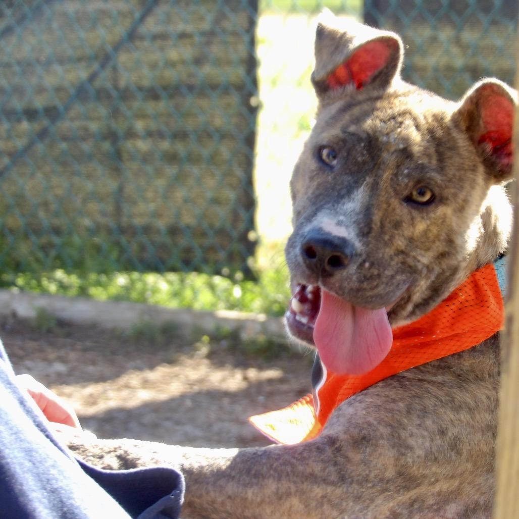 Gritty (In Foster), a Adoptable Mixed Breed in Vineland, NJ image 4/4