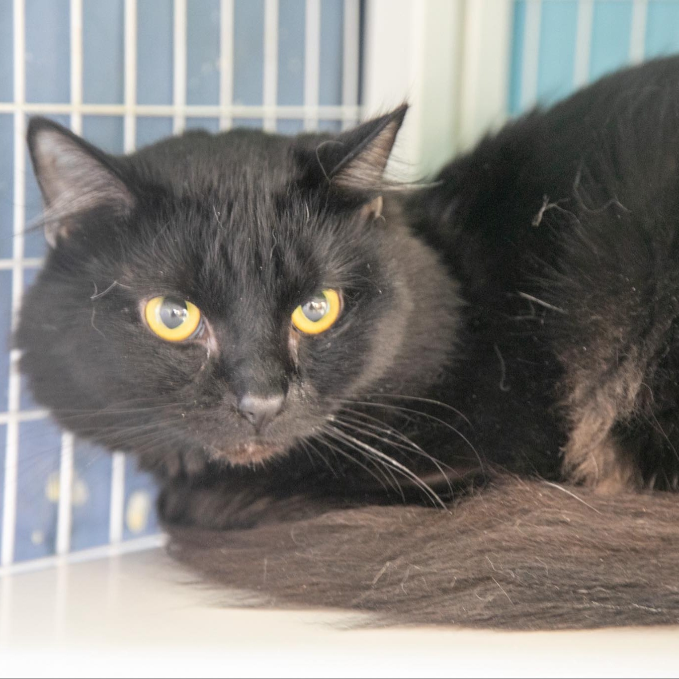 Cat for adoption Ampersand, a Domestic Short Hair in Claremont, NH