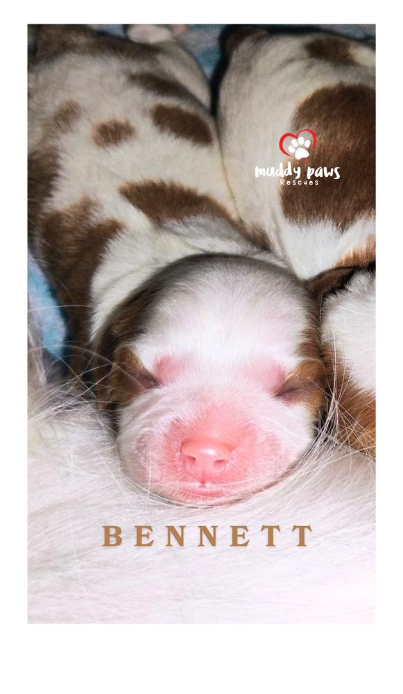 Pemberley Litter: Bennett — thumbnail 2