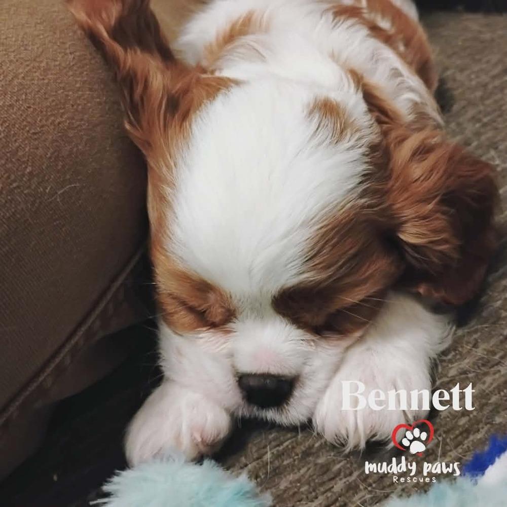 Pemberley Litter: Bennett — thumbnail 3