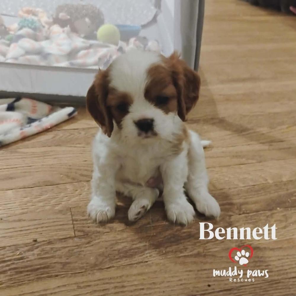 Pemberley Litter: Bennett — thumbnail 4