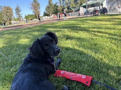 Enlarge iPad Kid, a Adoptable mixed breed in Pleasanton, CA image 1/3