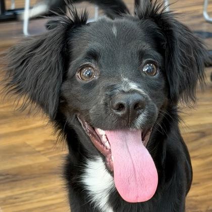 Enlarge iPad Kid, a Adoptable mixed breed in Pleasanton, CA image 2/3