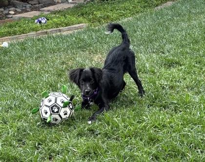 Enlarge iPad Kid, a Adoptable mixed breed in Pleasanton, CA image 3/3
