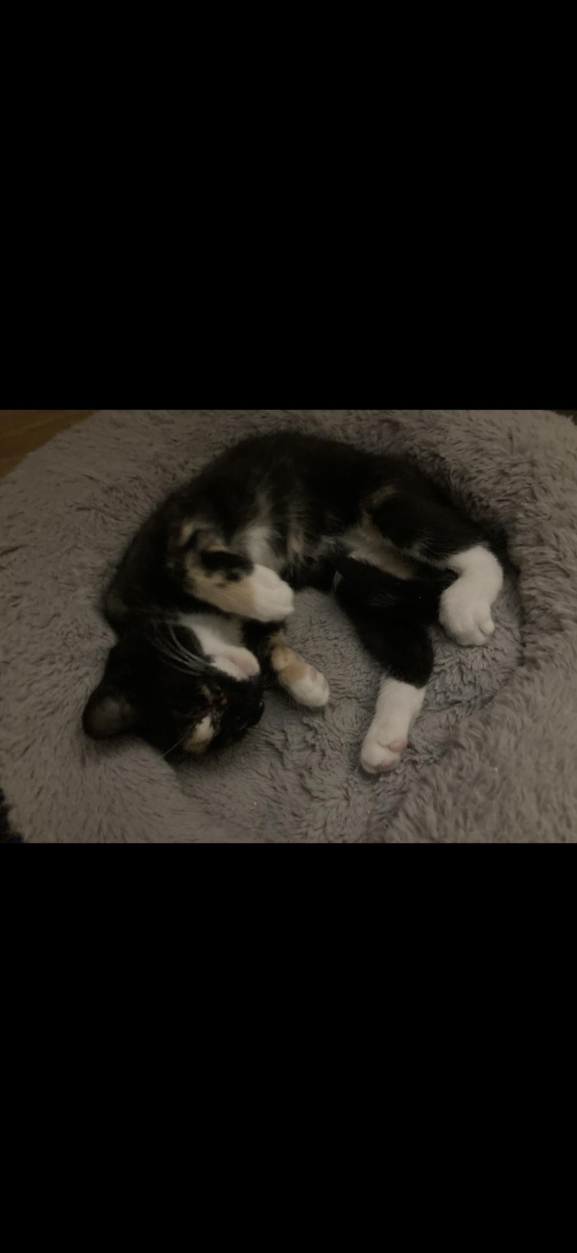 Amber, Adoptable, Kitten Female Tortoiseshell.