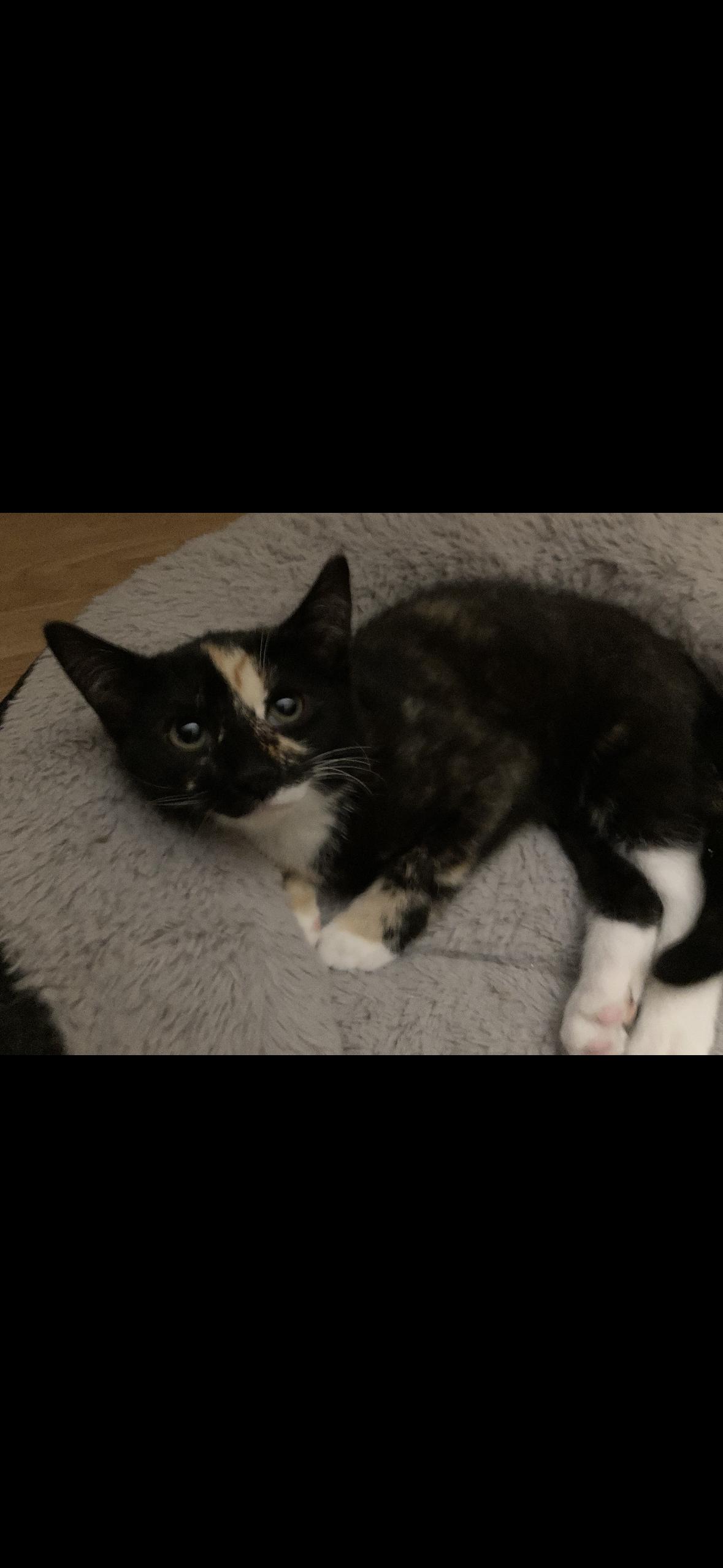 Enlarge Amber, a Adoptable Tortoiseshell in Cuyahoga Falls, OH image 3/3