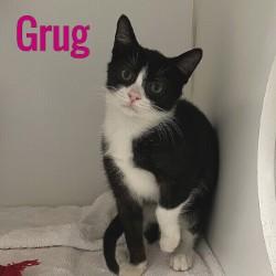 Grug, Adoptable, Young Male Domestic Short Hair.