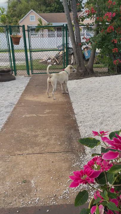 Enlarge Fila , a Adopted mixed breed in Fort Lauderdale, FL video 1/5