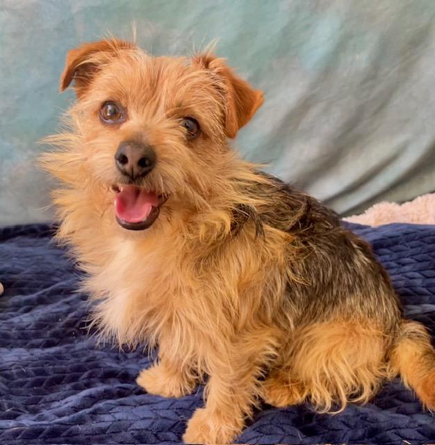 TEDDY, Adoptable, Adult Male Yorkshire Terrier & Mixed Breed.