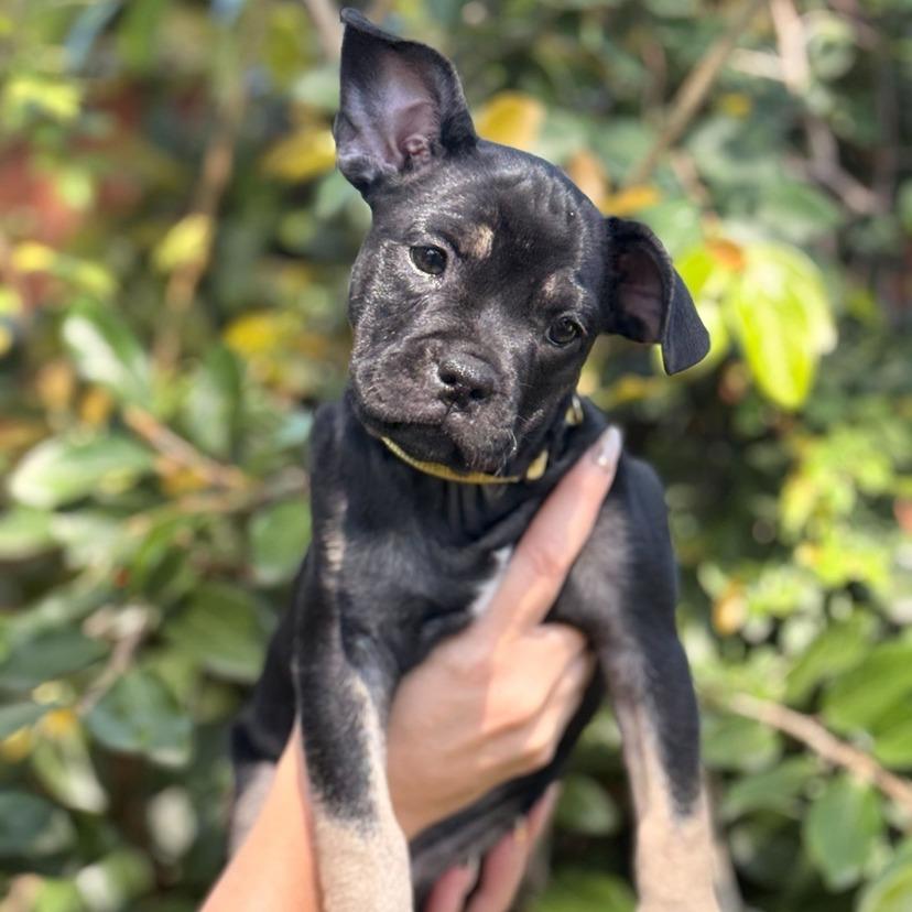 Enlarge Eeyore, a Adoptable mixed breed in North Hollywood, CA image 2/6