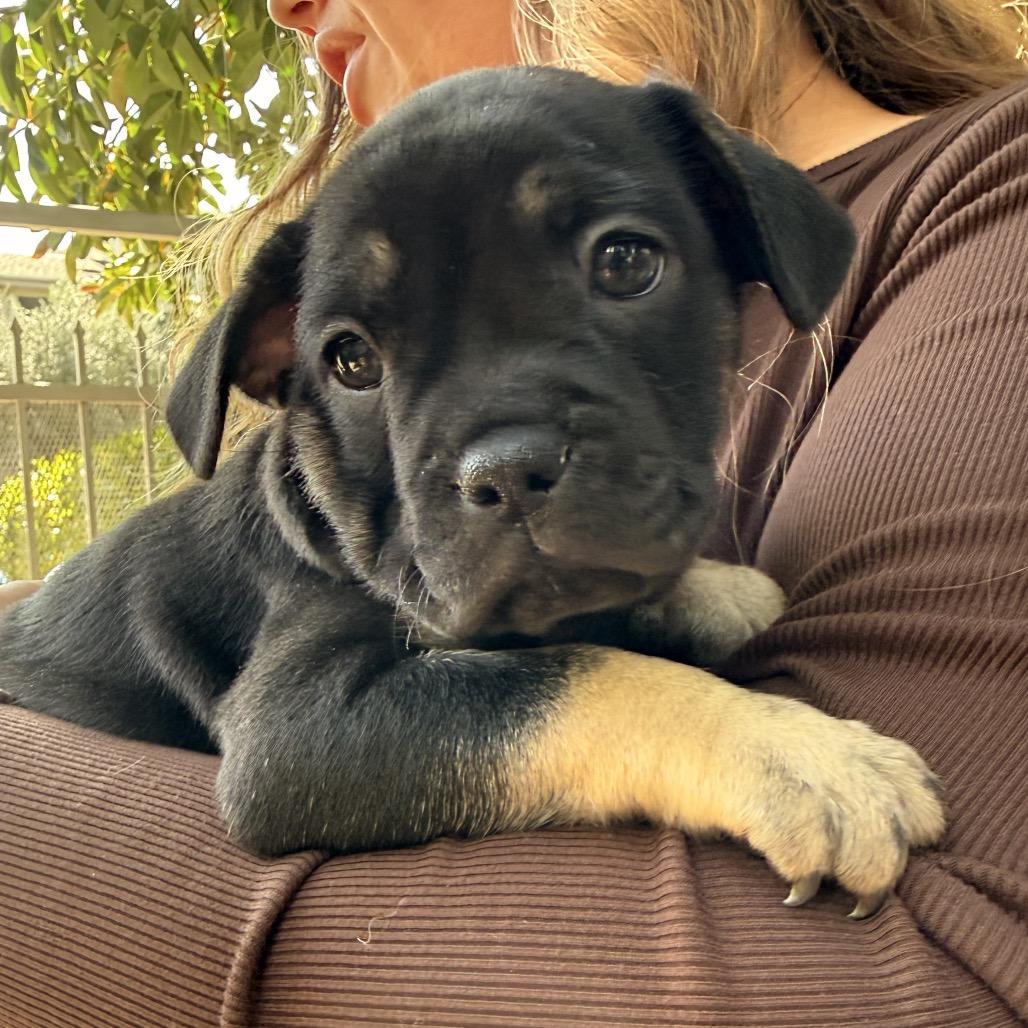 Enlarge Eeyore, a Adoptable mixed breed in North Hollywood, CA image 3/6