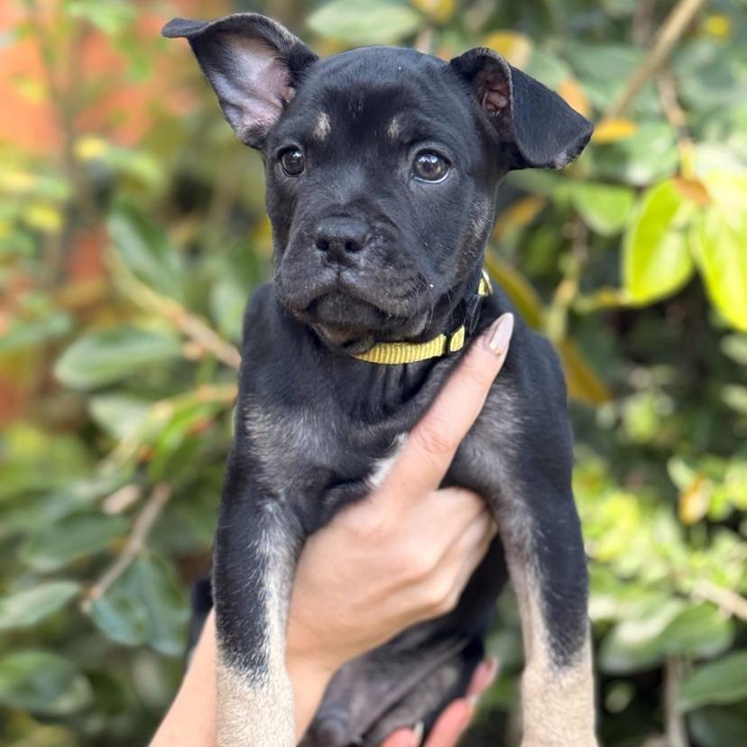 Enlarge Eeyore, a Adoptable mixed breed in North Hollywood, CA image 4/6
