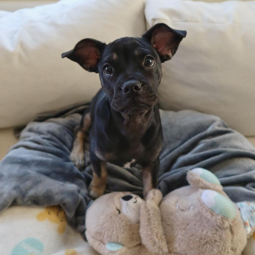 Enlarge Eeyore, a Adoptable mixed breed in North Hollywood, CA image 1/6