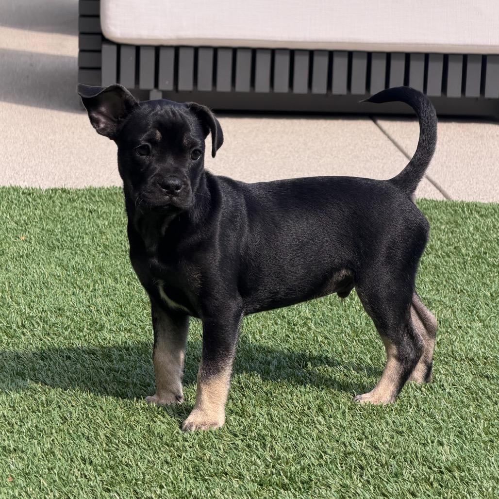 Enlarge Eeyore, a Adoptable mixed breed in North Hollywood, CA image 5/6