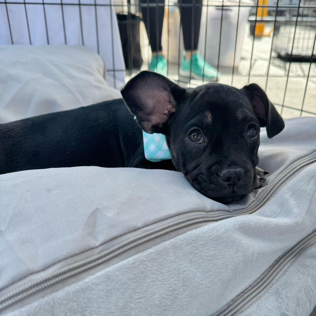 Enlarge Eeyore, a Adoptable mixed breed in North Hollywood, CA image 6/6
