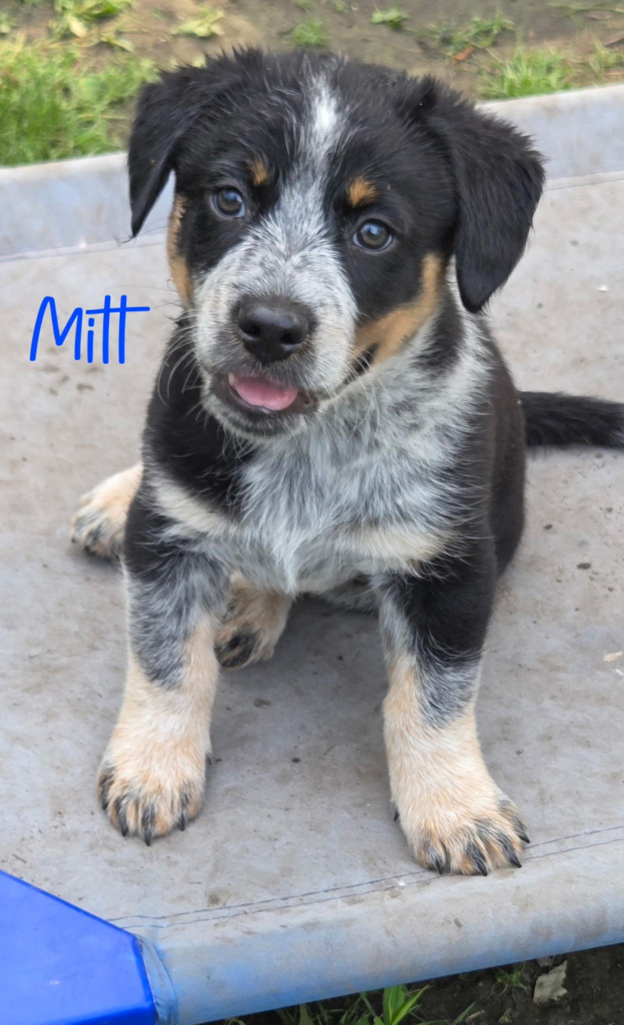 Mitt, ADOPTABLE, Puppy Male Beagle & Australian Shepherd.