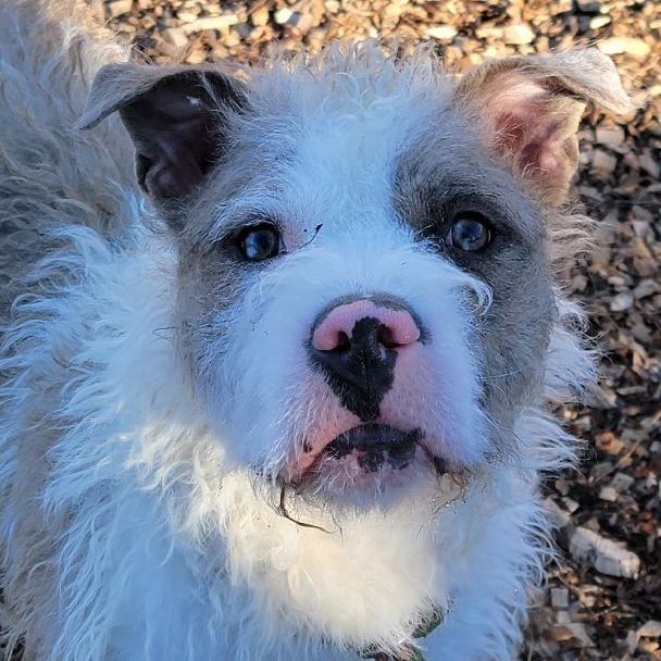 Kai, a Adoptable mixed breed in Smithtown, NY image 1/2