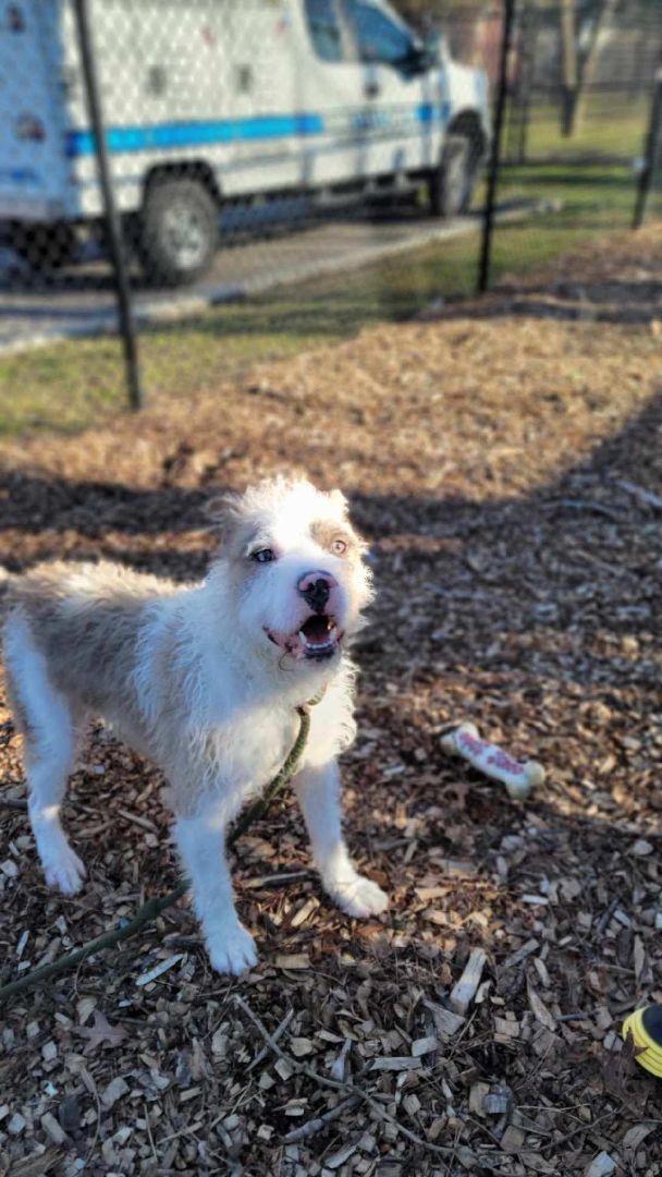 Kai, a Adoptable mixed breed in Smithtown, NY image 2/2