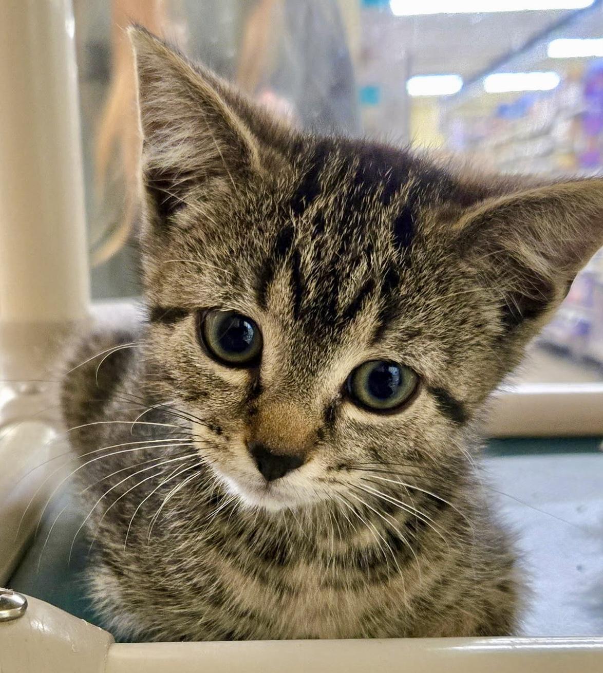 Ouija, adopted, Kitten Female Domestic Short Hair & Tabby.