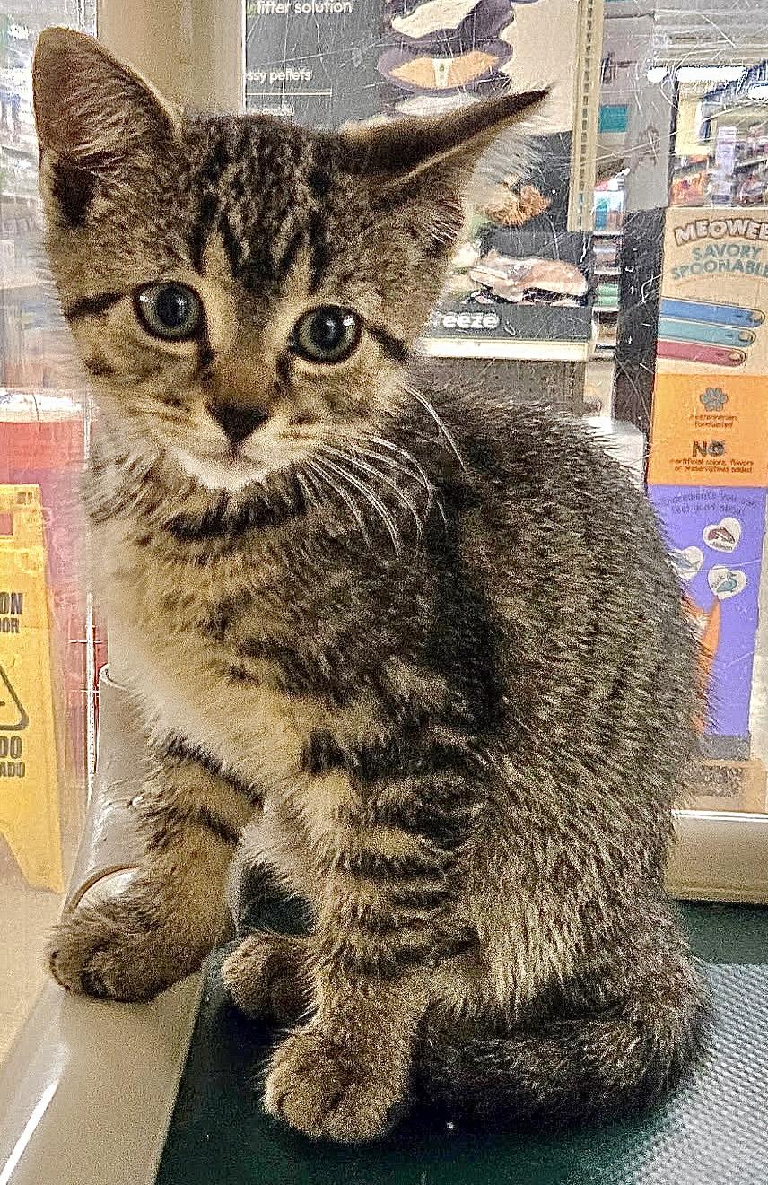 Enlarge Ouija, an adopted mixed breed in Red Bank, NJ image 2/4
