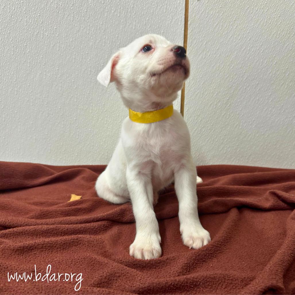 Cindy, Adoptable, Puppy Female Australian Cattle Dog / Blue Heeler & Mixed Breed.