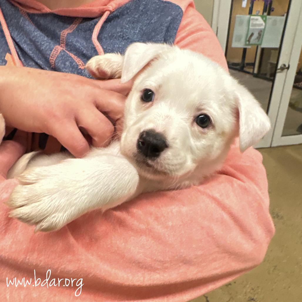 Enlarge Cindy, a Adoptable mixed breed in Cheyenne, WY image 2/2