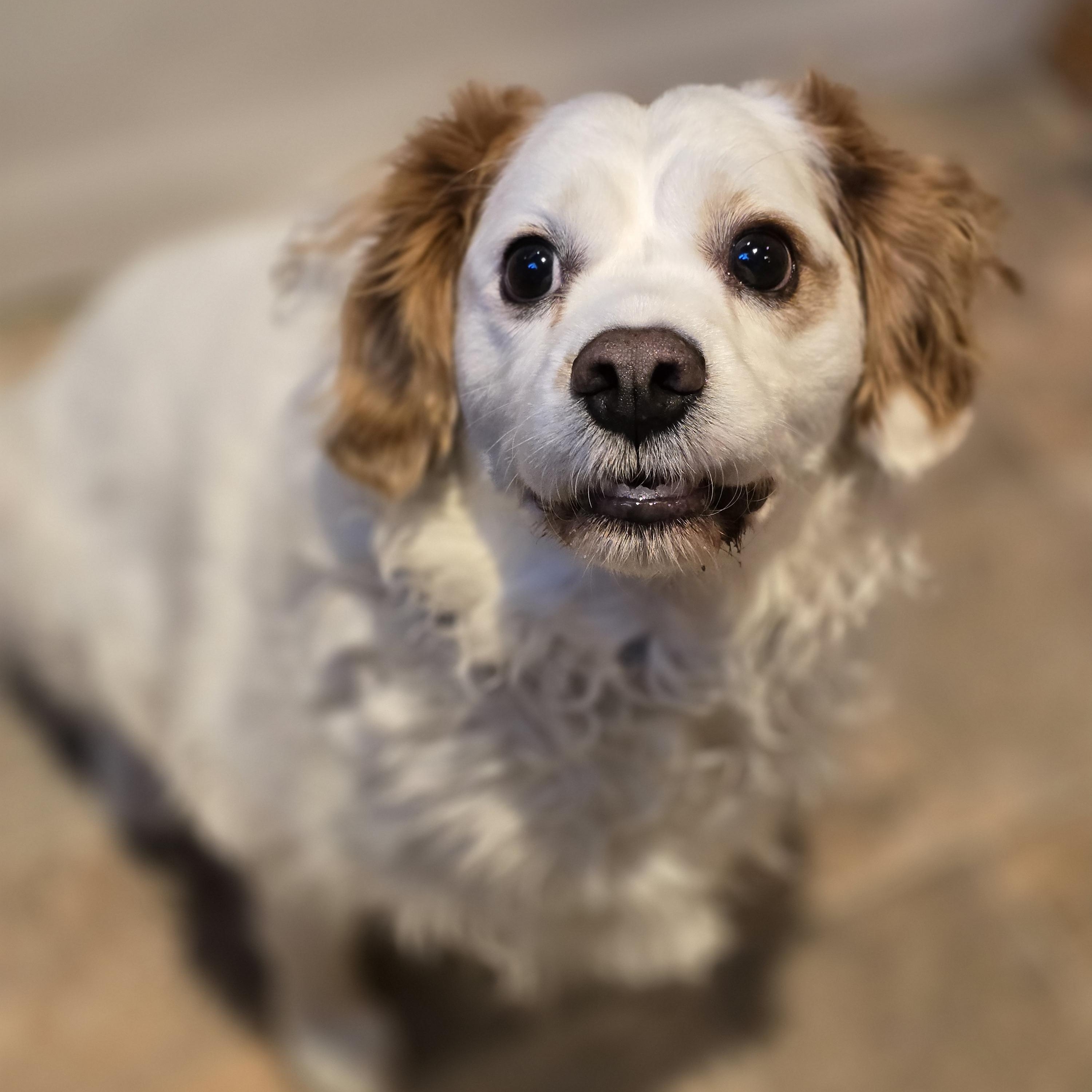 Enlarge Louie, a ADOPTABLE mixed breed in Jamestown, ND image 4/6