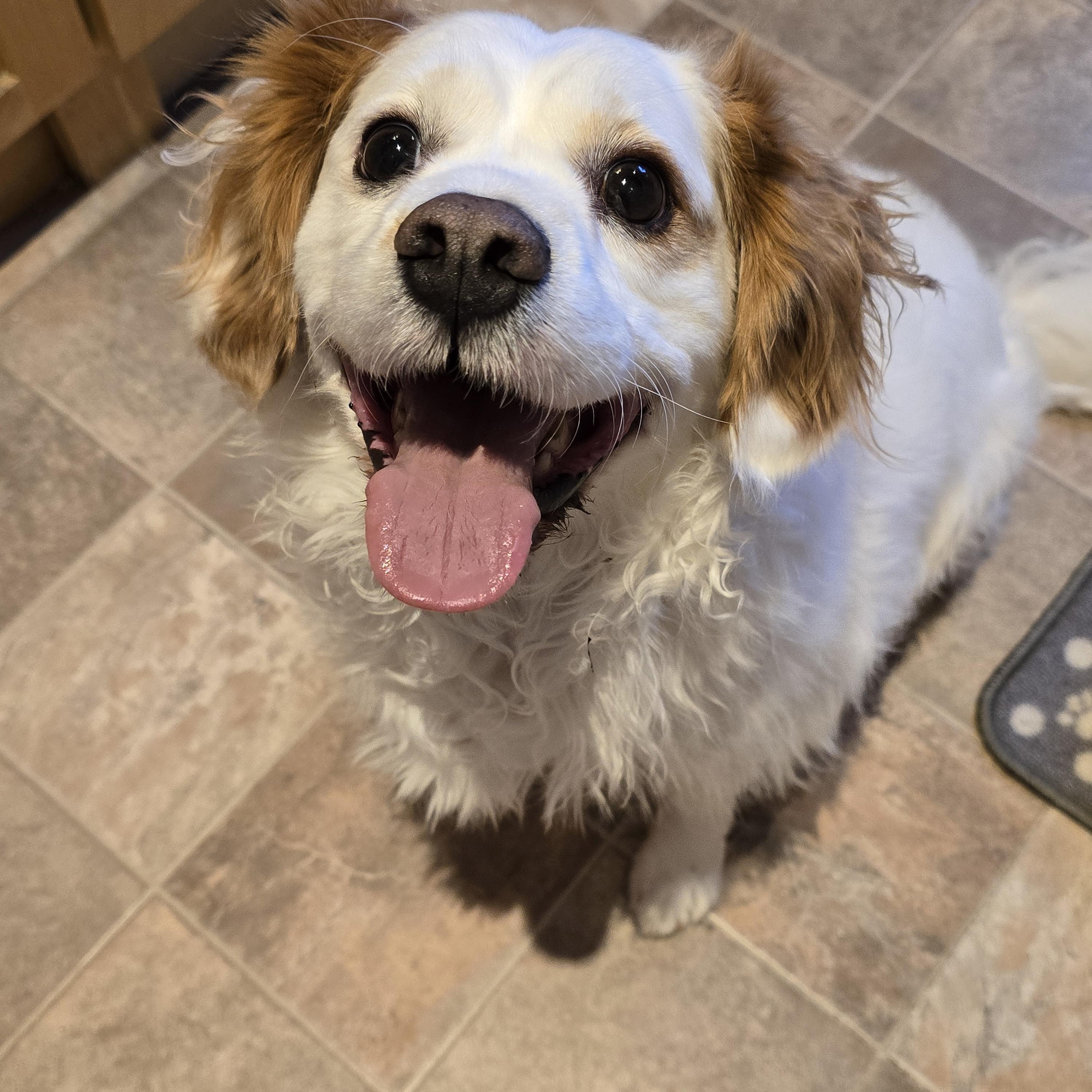Enlarge Louie, a ADOPTABLE mixed breed in Jamestown, ND image 6/6
