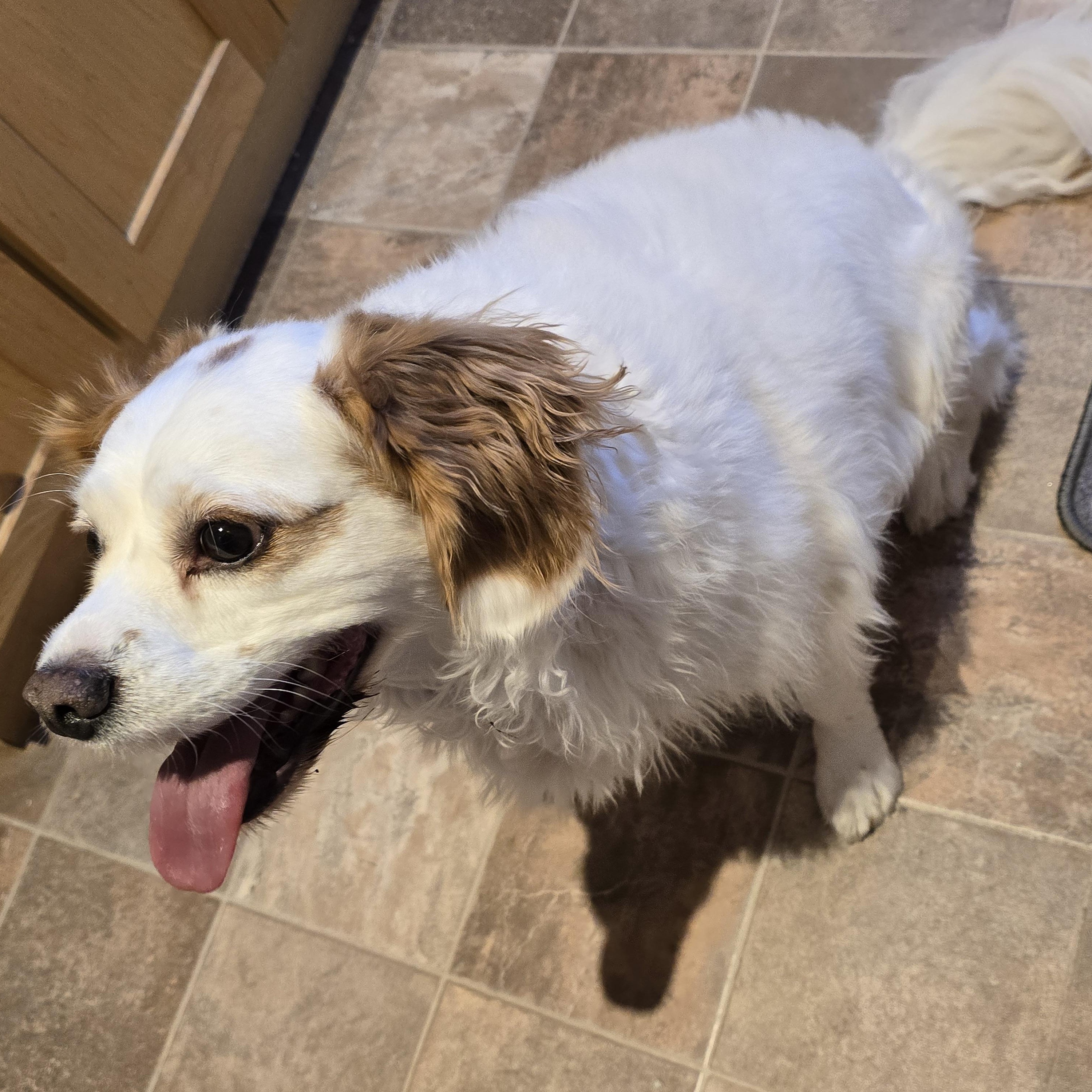 Enlarge Louie, a ADOPTABLE mixed breed in Jamestown, ND image 5/6