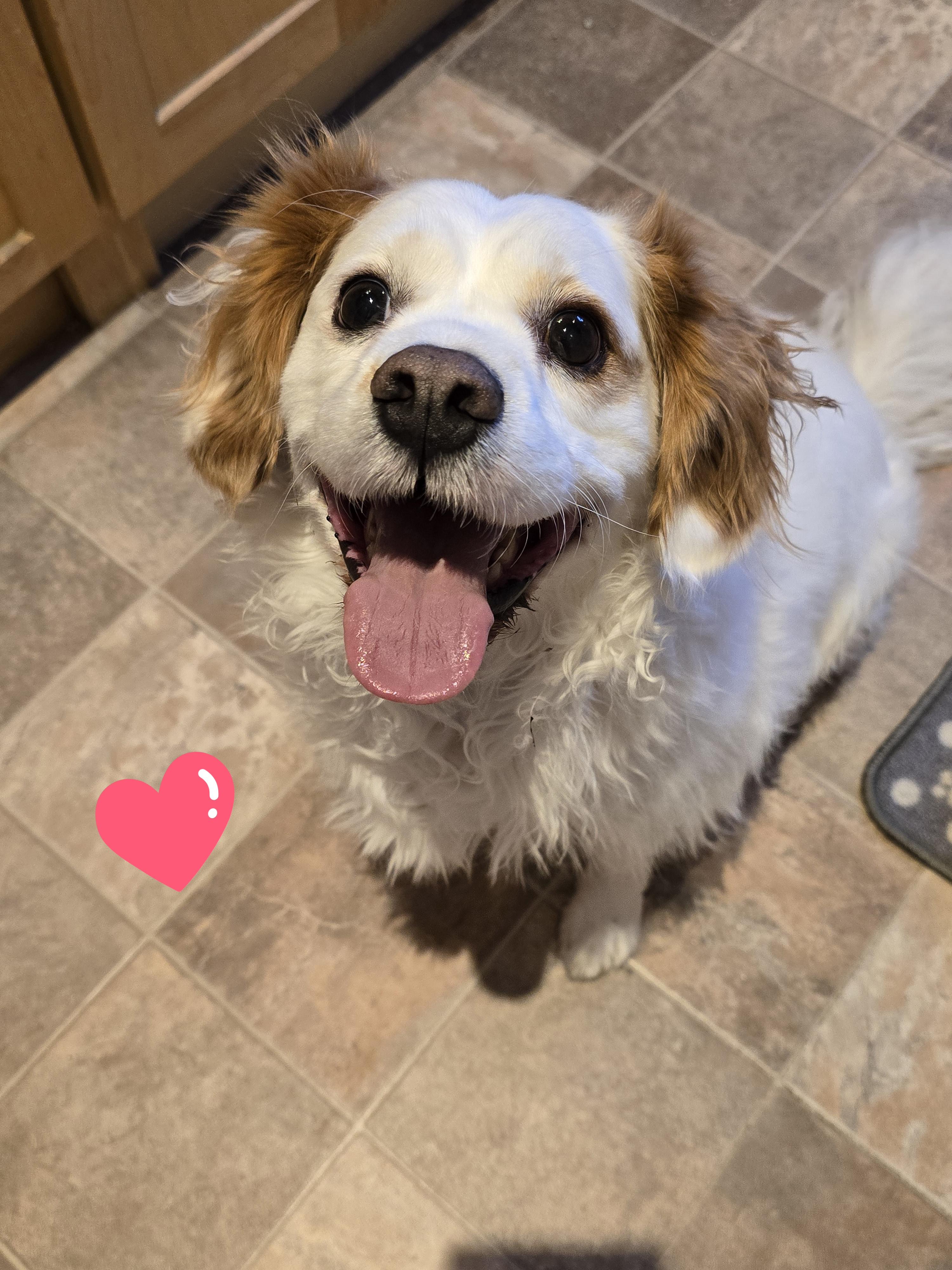 Louie, ADOPTABLE, Adult Male Cavalier King Charles Spaniel & Bichon Frise.