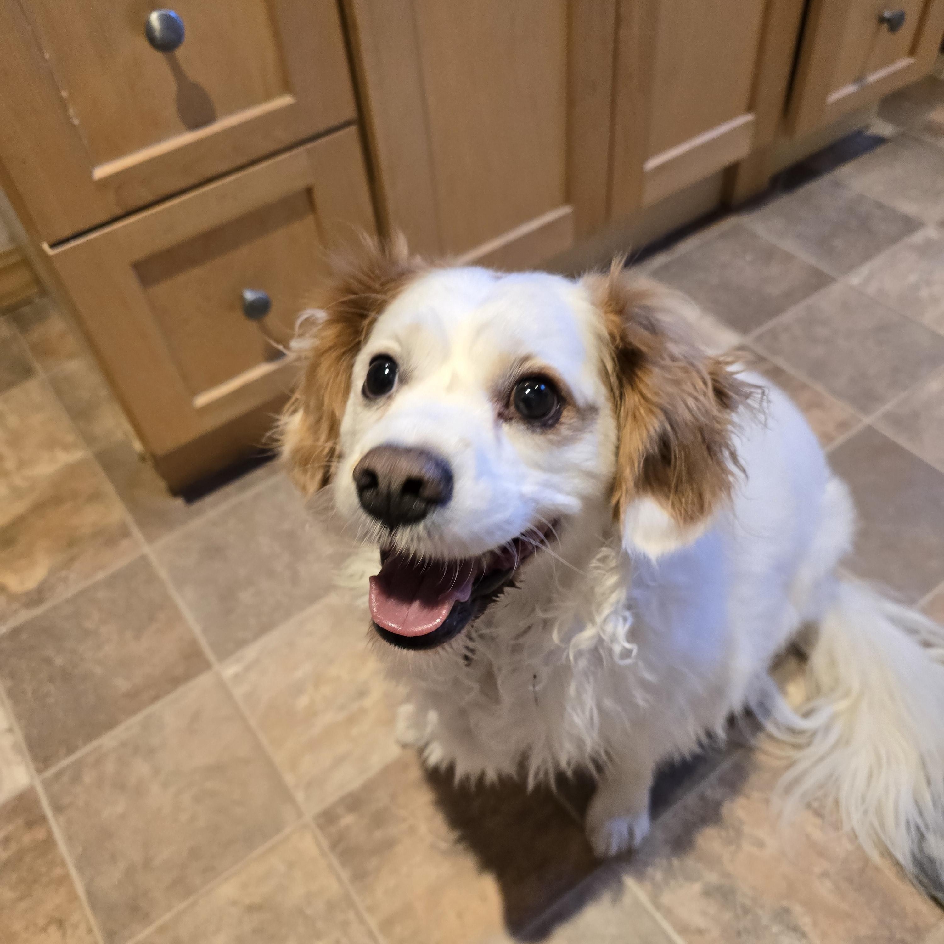 Enlarge Louie, a ADOPTABLE mixed breed in Jamestown, ND image 2/6