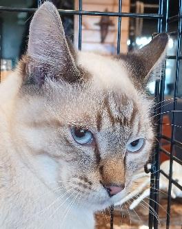 7mnthssealticklynxmale, Adoptable, Young Male Siamese.