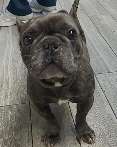 Enlarge Hendrix, a ADOPTABLE French Bulldog in Los Angeles, CA image 4/5