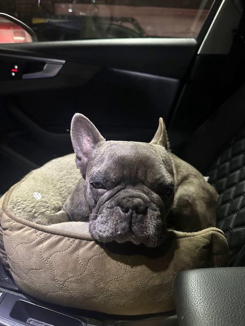 Enlarge Hendrix, a ADOPTABLE French Bulldog in Los Angeles, CA image 3/5