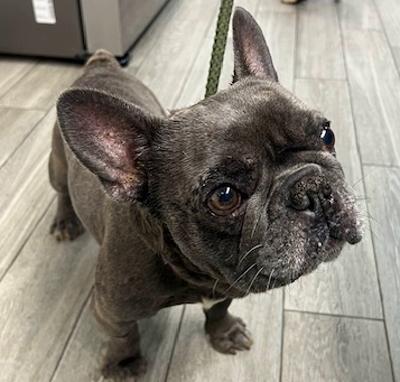 Enlarge Hendrix, a ADOPTABLE French Bulldog in Los Angeles, CA image 1/5