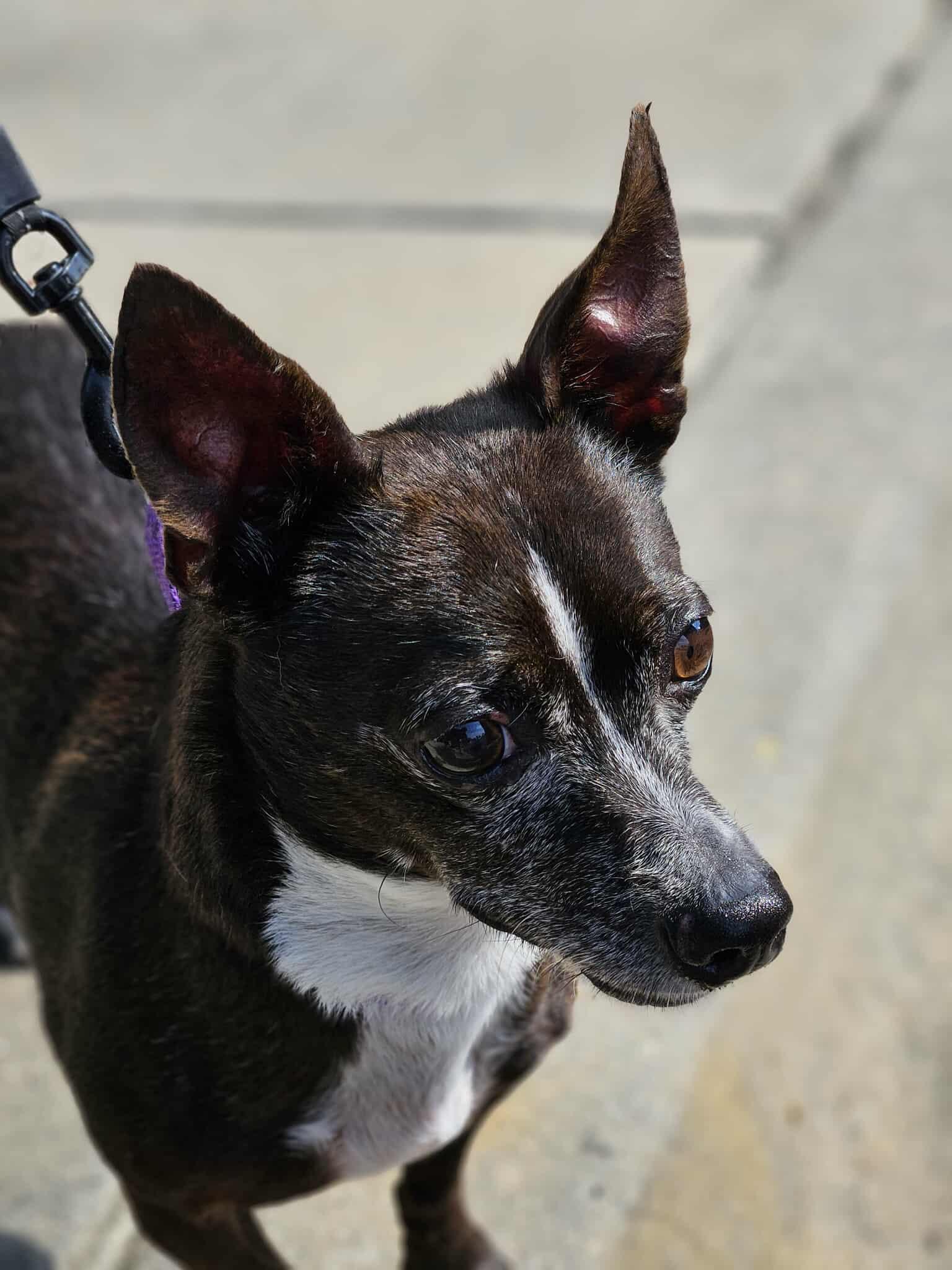 Enlarge Stewie - Handsome little gentleman!, a Adoptable Chihuahua in Buford, GA image 1/4