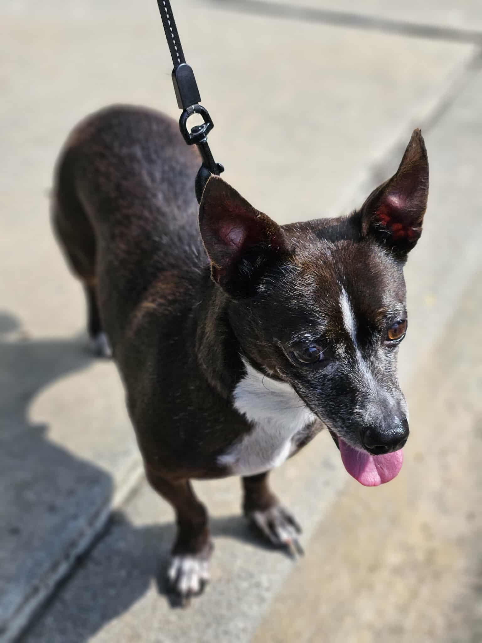 Enlarge Stewie - Handsome little gentleman!, a Adoptable Chihuahua in Buford, GA image 2/4