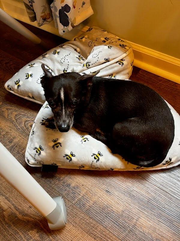 Enlarge Stewie - Handsome little gentleman!, a Adoptable Chihuahua in Buford, GA image 3/4