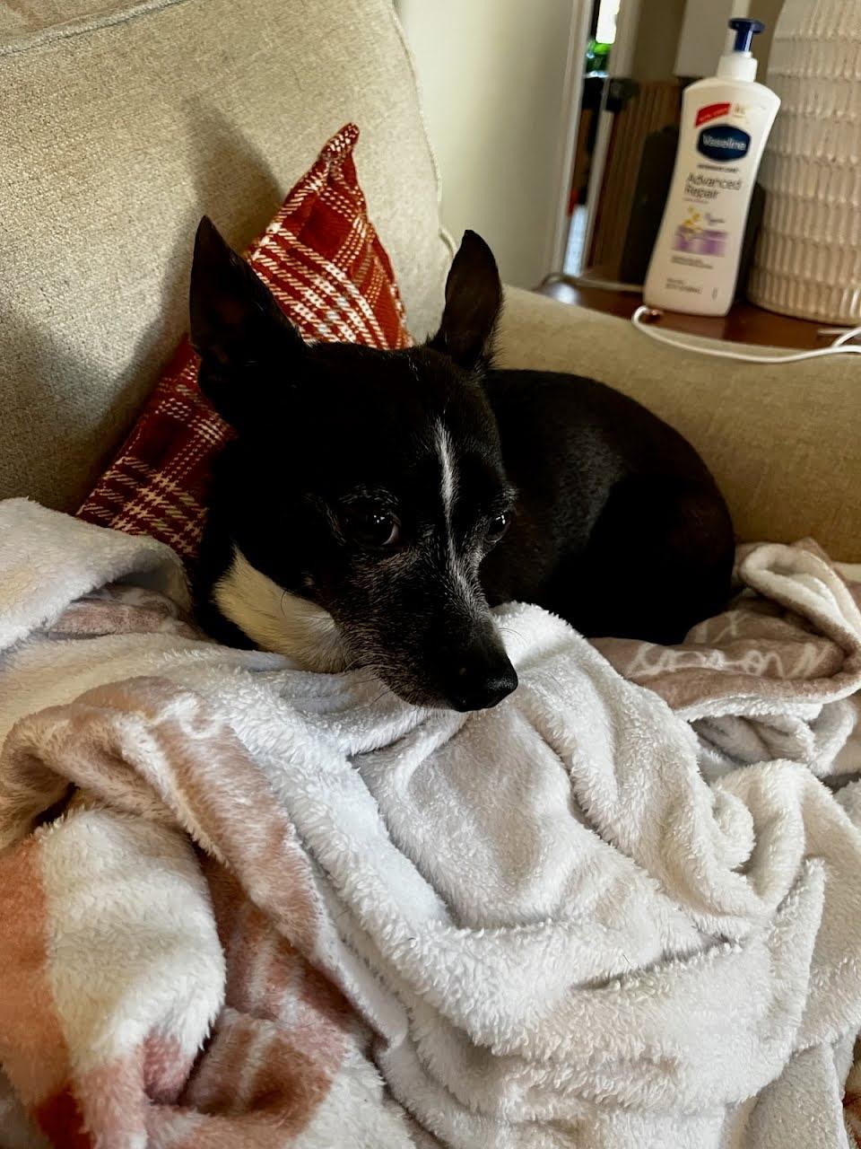 Stewie - Handsome little gentleman!