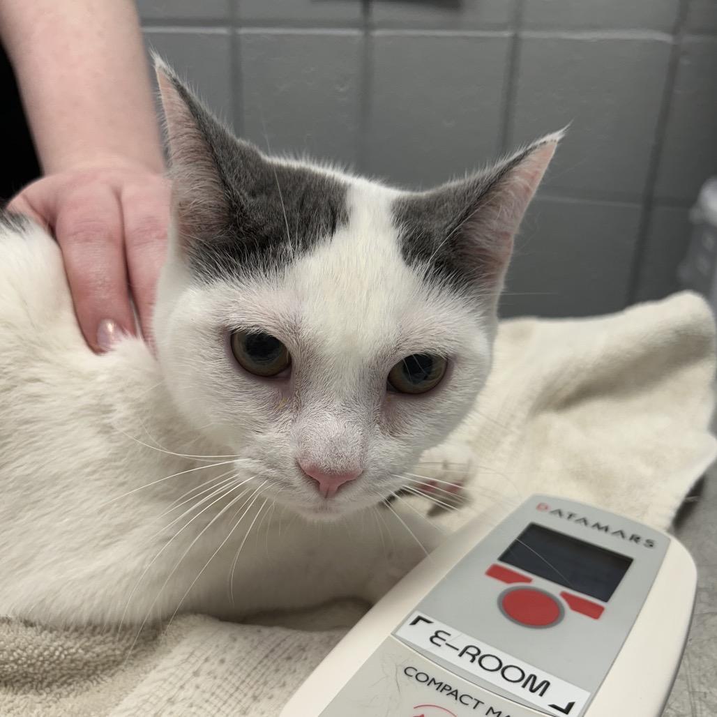 Neutron (Chow Hound Byron Center), Adoptable, Adult Male Domestic Short Hair.