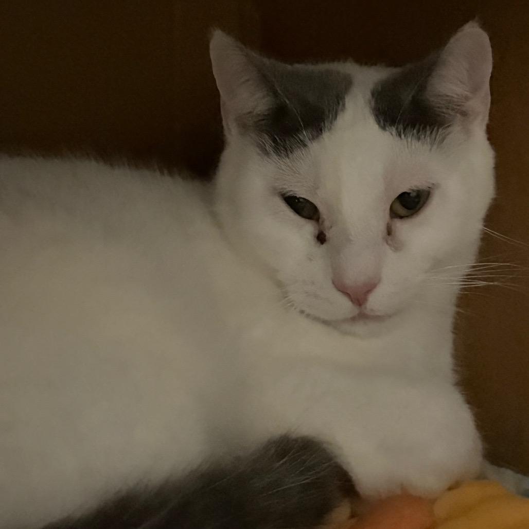 Neutron (Chow Hound Byron Center), a Adoptable Domestic Short Hair in West Olive, MI image 2/2